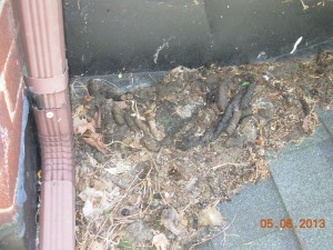 Raccoon Poop Versus Cat Poop Akron Canton Wildlife Removal   DSCN1666 300x225 