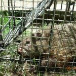 Young Groundhogs/Woodchucks Becoming Problems | Groundhog Removal