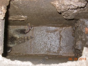 Baby Raccoon in Chimney