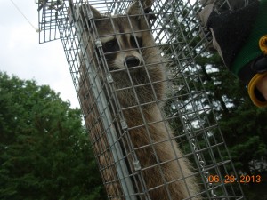 Raccoon in chimney trap