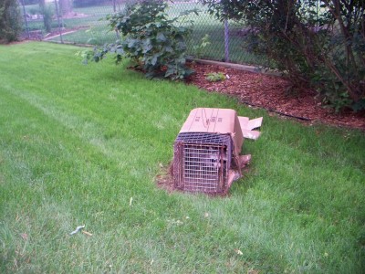 How to Trap a Raccoon | Raccoon Removal