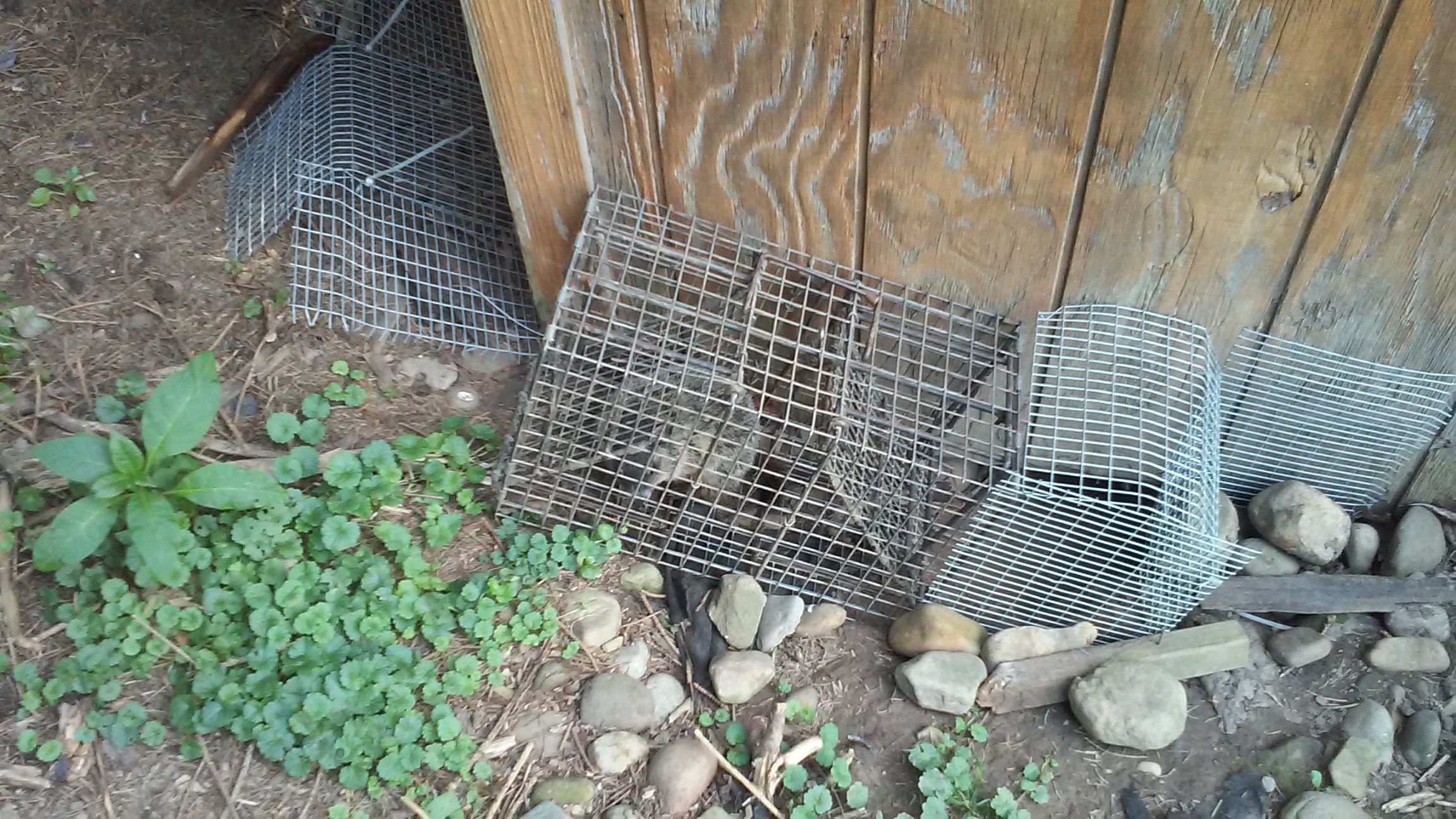 Groundhog & Woodchuck Removal | Trapping Tips | Baby Groundhogs