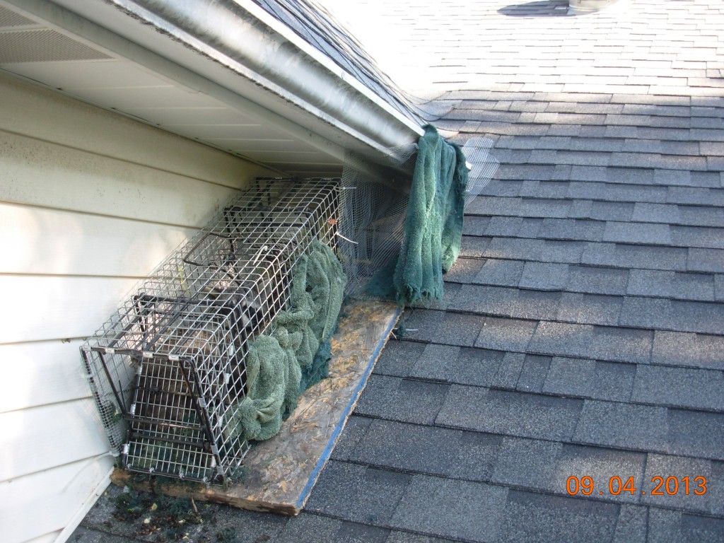 how-do-i-get-a-raccoon-out-of-my-attic-raccoon-removal