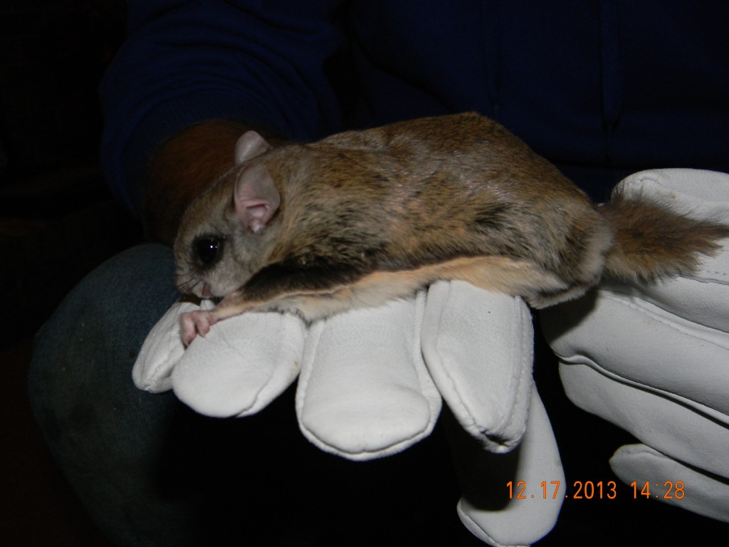 Flying Squirrel Habits Revealed | Squirrel Removal | Squirrel Poop