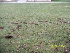 winter mole mounds