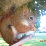 what does a red squirrel look like