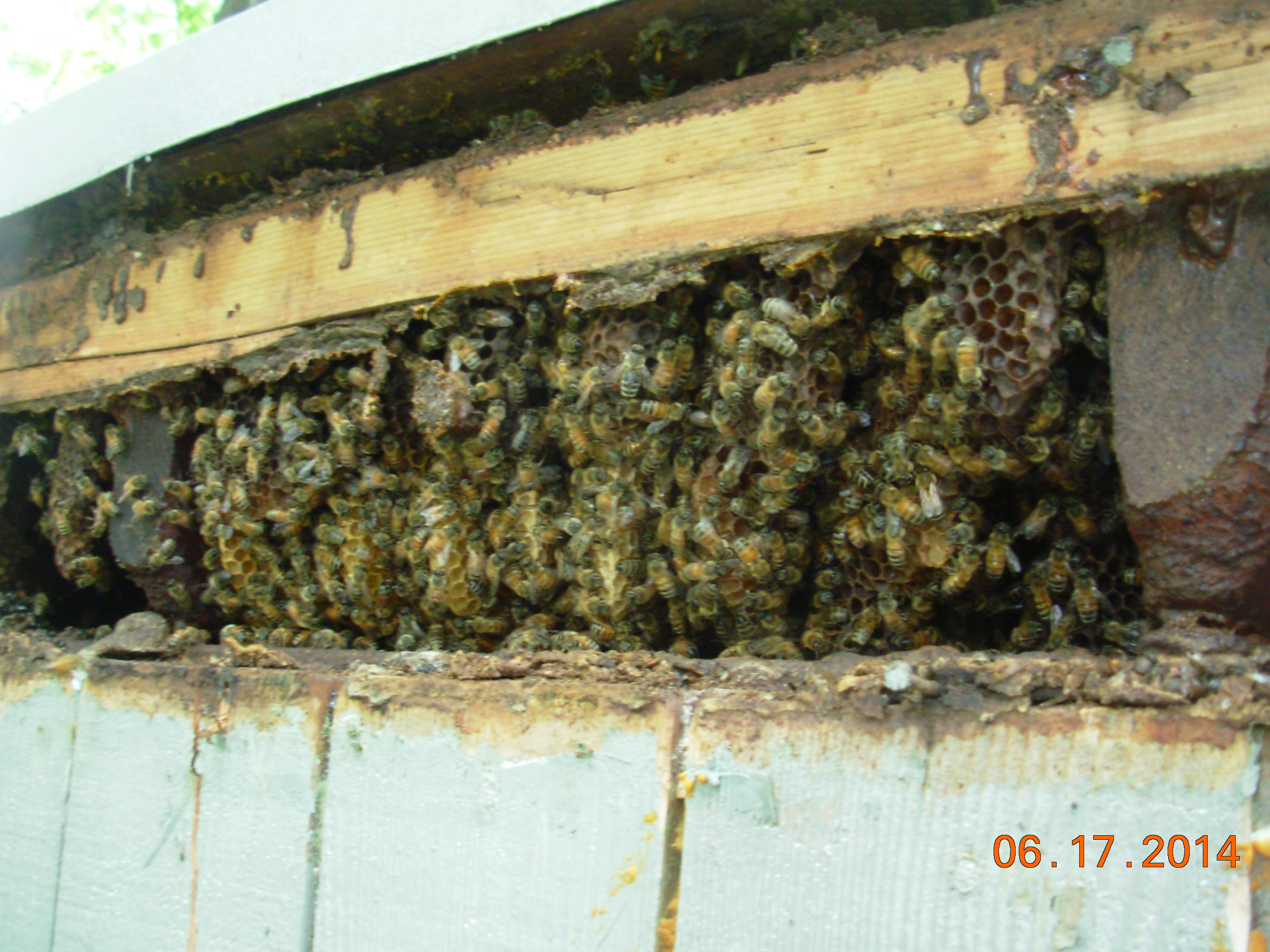 bee hive removal