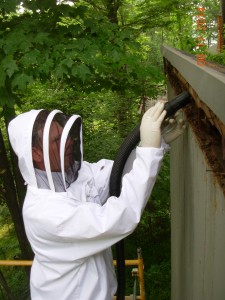 honeybee removal Kent
