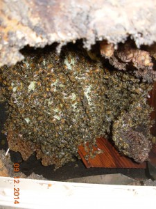 honey bee removal akron