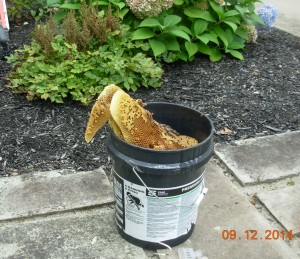 Honeycomb in bucket