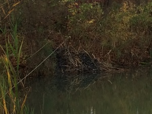 Beaver hut on retention pond