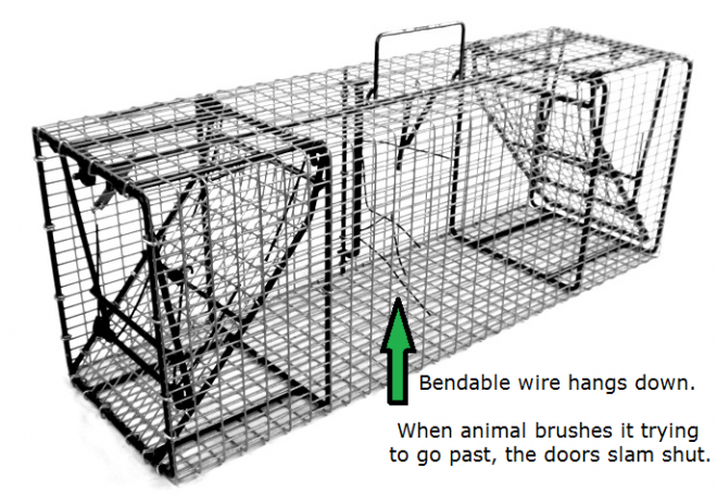 What is the Best Groundhog Trap? | Remove Groundhogs/Woodchuck