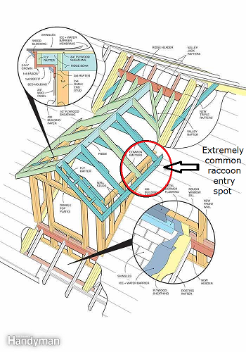 Raccoon | Eave | Soffit | Dormer | Roof Problems