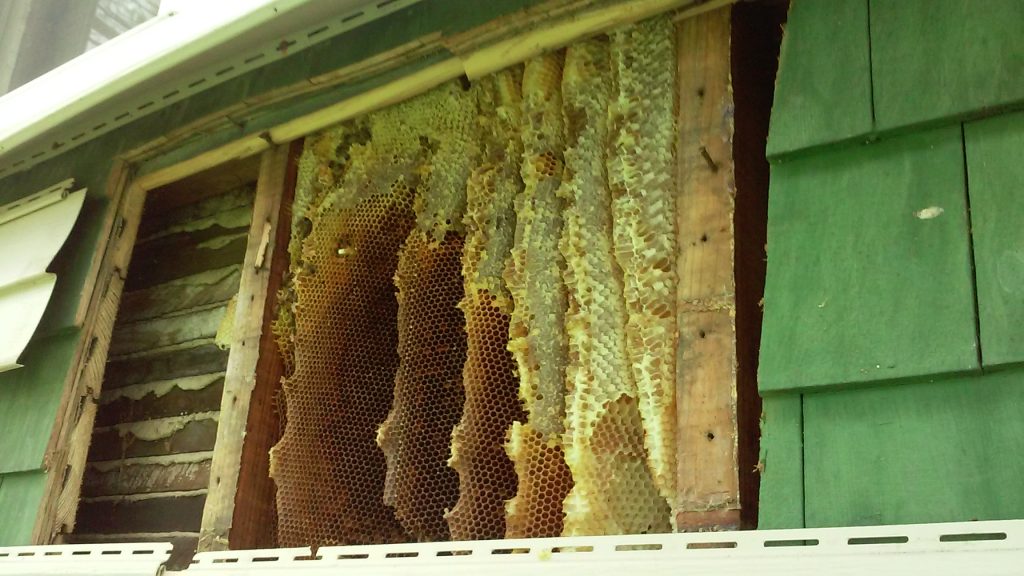 Honey Bees from Wall | Live Honey Bee Removal | Akron, Canton, Kent