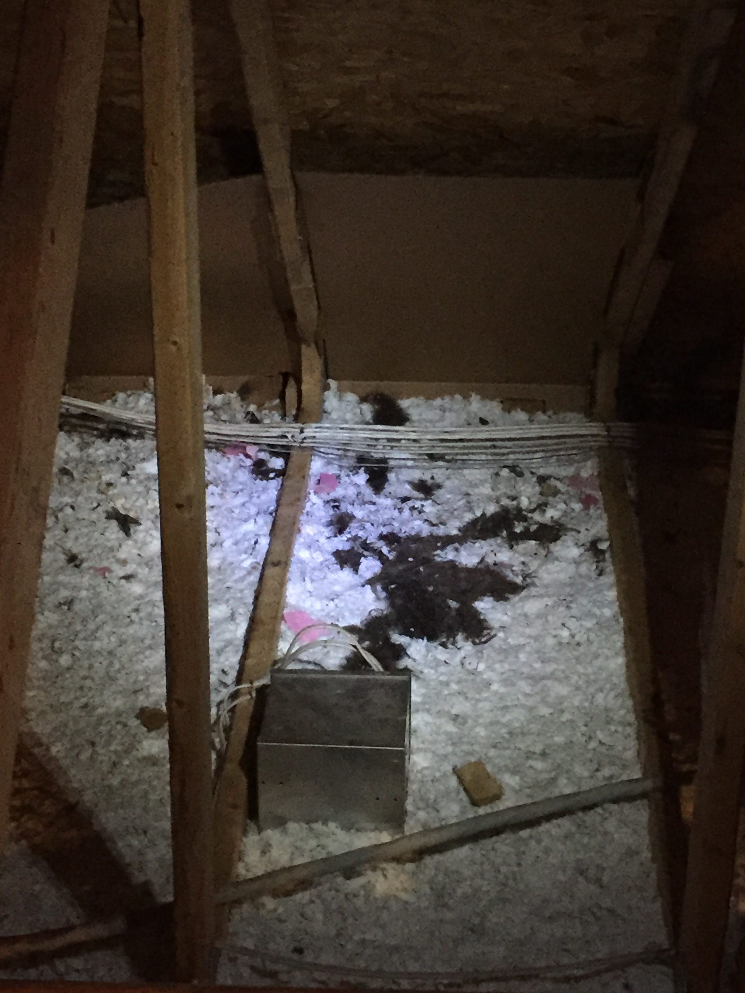 Attic Clean-Up Raccoon