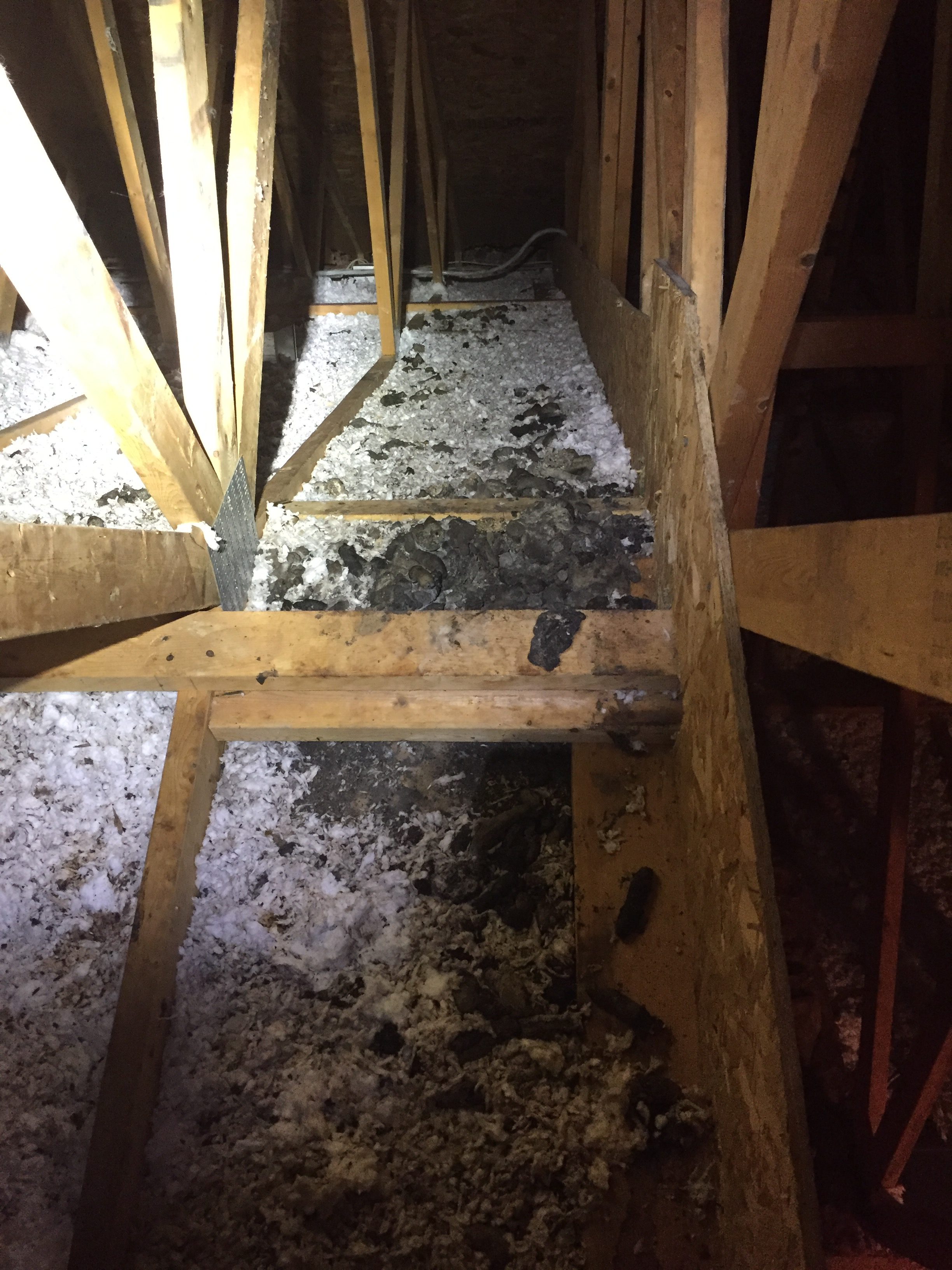 Raccoon Toilet in Attic