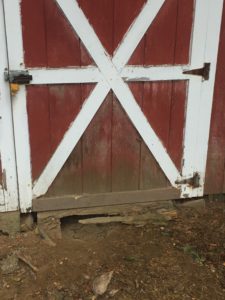 Animal Digging Under Shed or Foundation? Keep Digging 