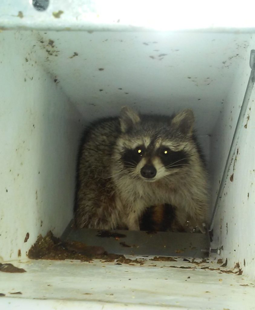 Plastic Raccoon Trap | Dura-Poly Trap | Great Tool for Trap Shy Raccoons