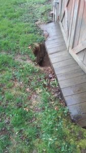 woodchuck hole