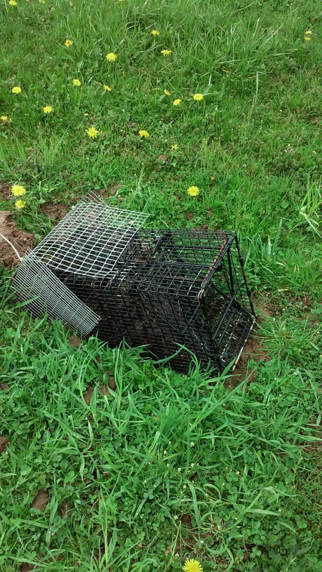 What is the Best Groundhog Trap? | Remove Groundhogs/Woodchuck