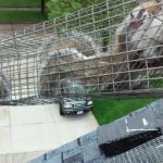 squirrels in trap