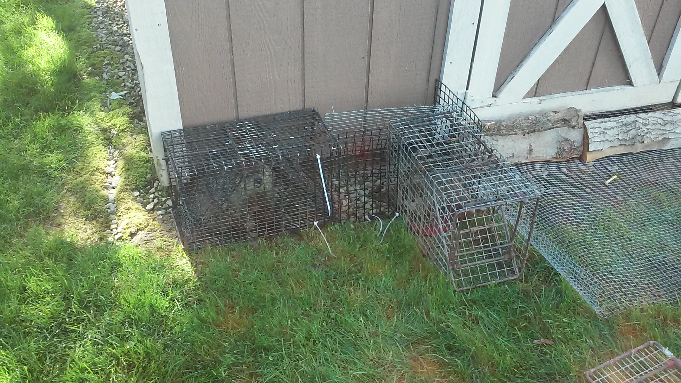 "Positively" Successful Trapping - Frontline Animal Removal | Nuisance