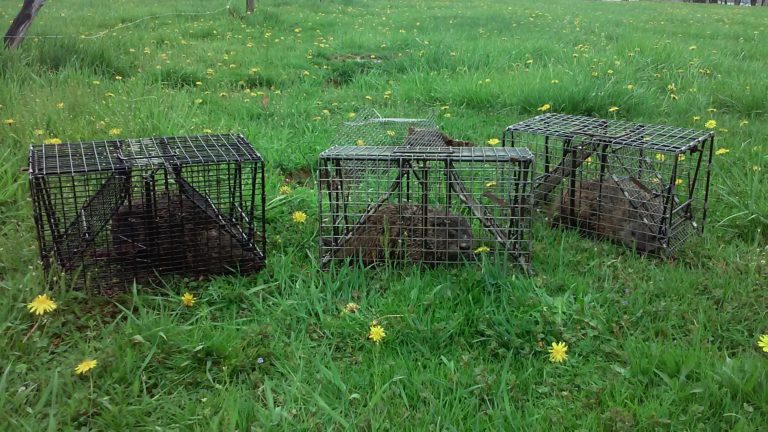 Best Bait For Groundhogs | Bait Trapping Groundhogs