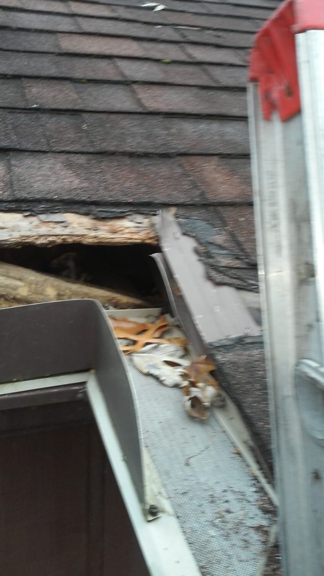 Raccoon Damages Roof Trying to Get In | Makes Hole