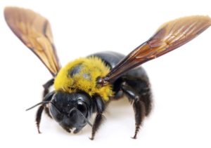picture of carpenter bee