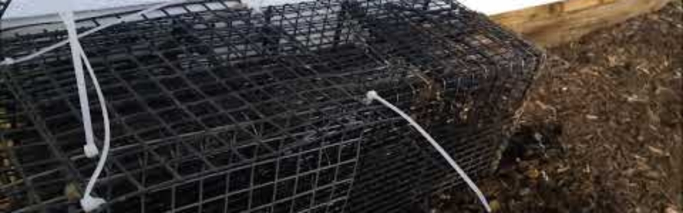 DIY Multi-Catch Cage Trap