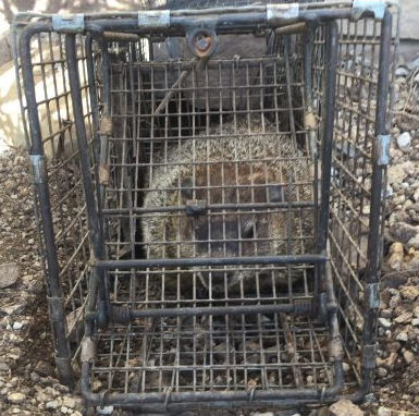 Beaver Cage Double Door Pro, Live Cage Trap