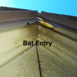 A Bat Entry