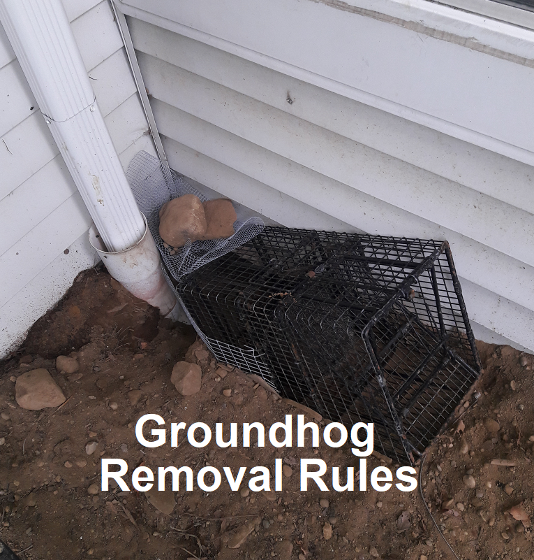 Review of Groundhog / Woodchuck Removal Rules | Ohio Nuisance Code