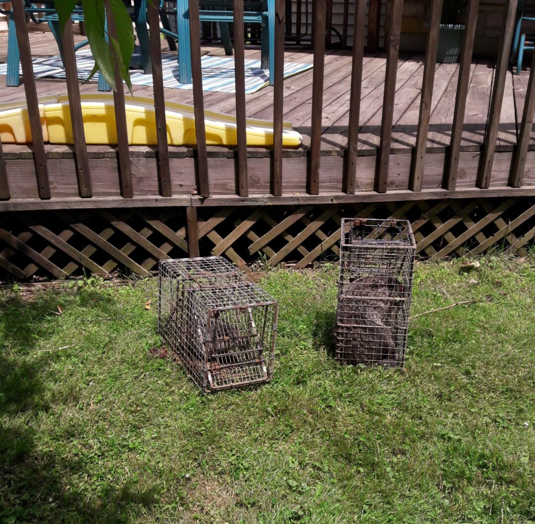 What is the Best Groundhog Trap? | Remove Groundhogs/Woodchuck