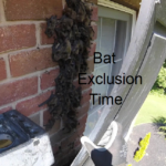 bats behind shutter
