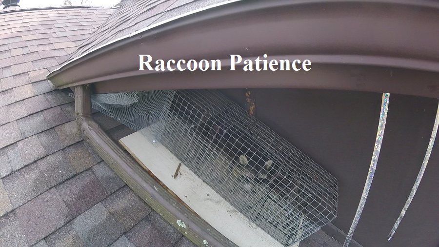 Raccoon Challenges Met Akron Canton Kent Raccoon Professionals