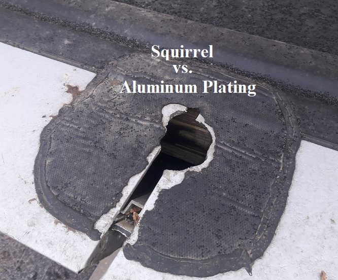 Squirrels Chew Through Aluminum Plating Powerful Squirrel Teeth