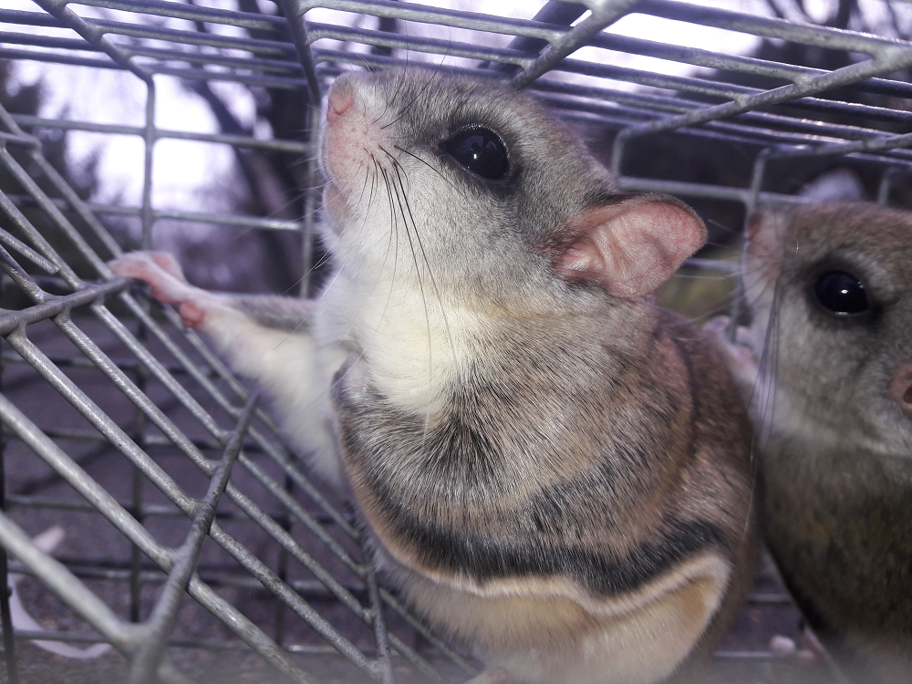 Flying Squirrel Removal, Get Rid of Flying Squirrels