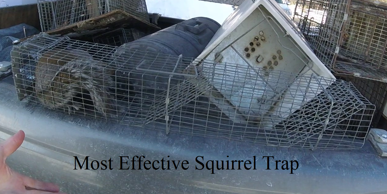 Most Effective Squirrel Trap | Squirrel Trapping Success