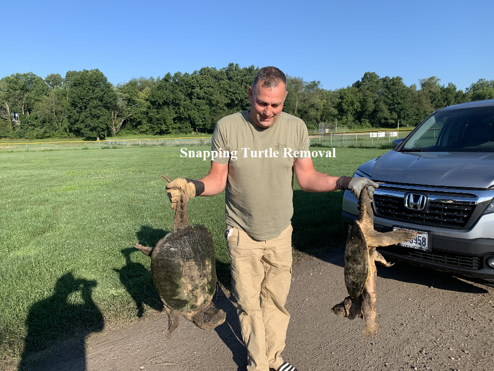 Removing a NASTY Hook from a Snapping Turtle! REAL Animal Rescue! 