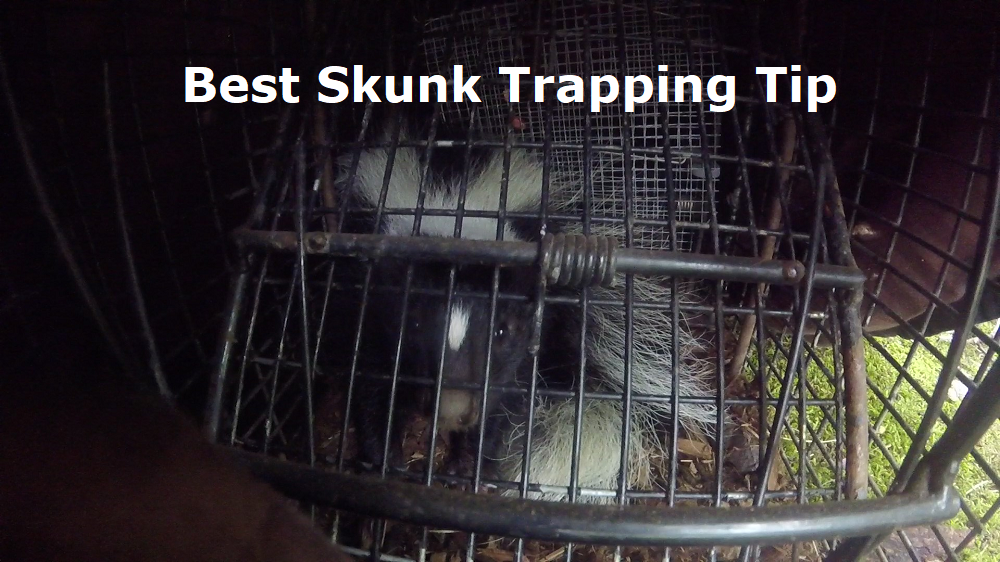 Top 5 Best Skunk Traps To Buy Today (2023 Review)