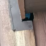 Squirrel hole into home