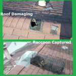 Raccoon Captured at a Ridge Vent | Raccoon was in ceiling