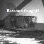 Picture of a captured raccoon.