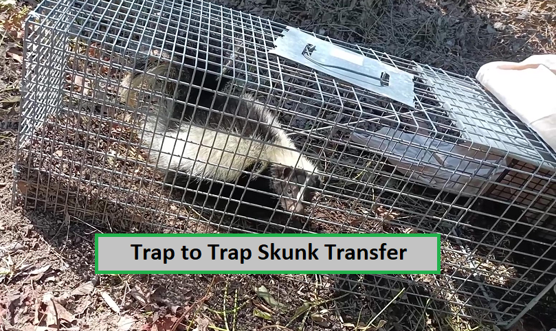 How to Transfer a Skunk from Trap to Trap | Skunk Removal