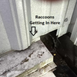 hole where a raccoon gets in building