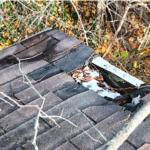 A section of damaged roof used by raccoons