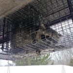 a raccoon in a trap at the soffit