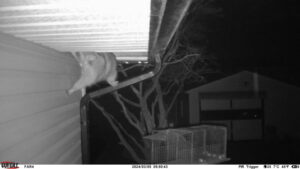 Raccoon going in soffit
