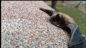 Picture of species little brown bat